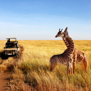 Safaris en Tanzanie, Kenya et Afrique du Sud Partirensejour.com